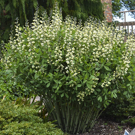 Decadence® 'Vanilla Cream II' False Indigo (Baptisia) is a large, bushy plant with upright green stems and clusters of small pale white flowers at the tips, set among leafy greenery for outdoor gardens - Photo Courtesy of Proven Winners, Inc.