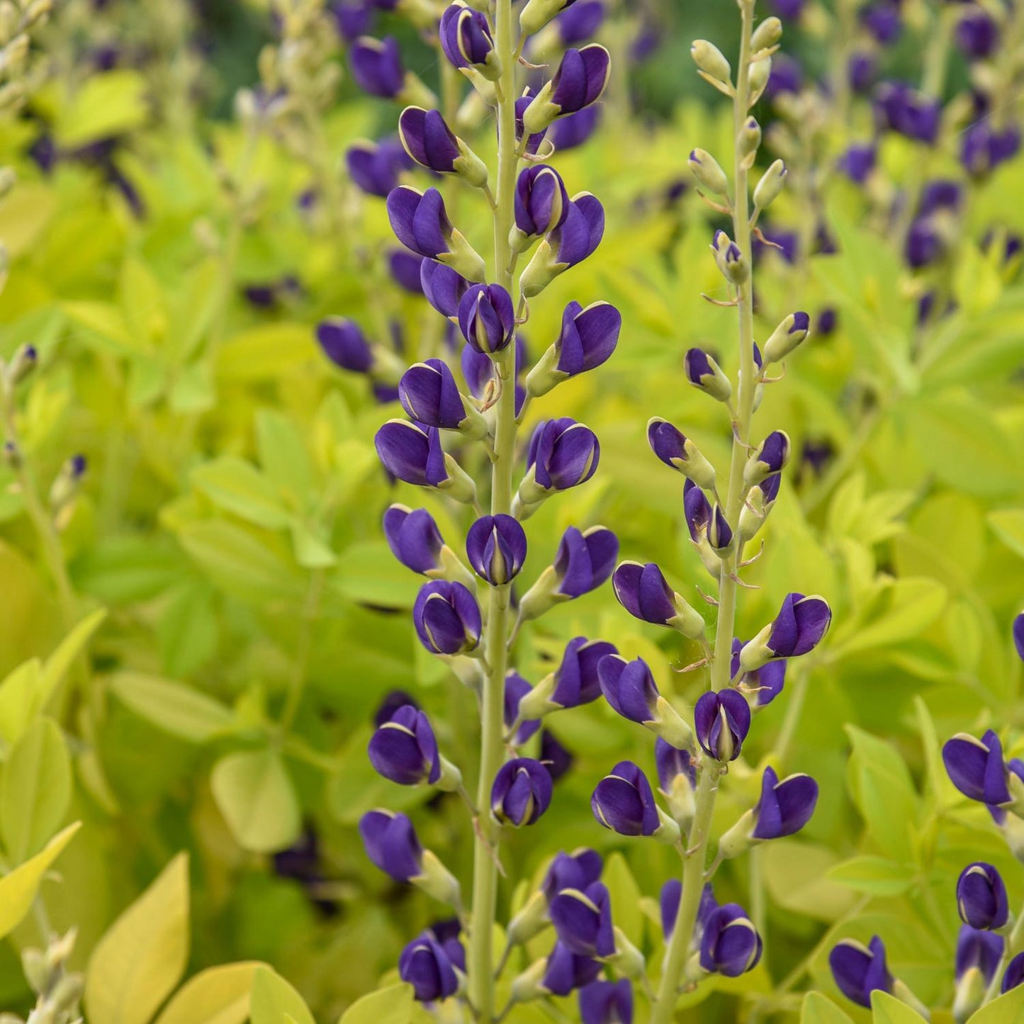 Close-up of Golden Anniversary' False Indigo (Baptisia) features tall stems with clusters of deep purple flowers above light green foliage - Photo Courtesy of Walters Gardens, Inc.