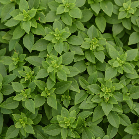 Mini Bonsai' Basil (Origanum) - Photo Courtesy of Ball Horticulure, Inc.
