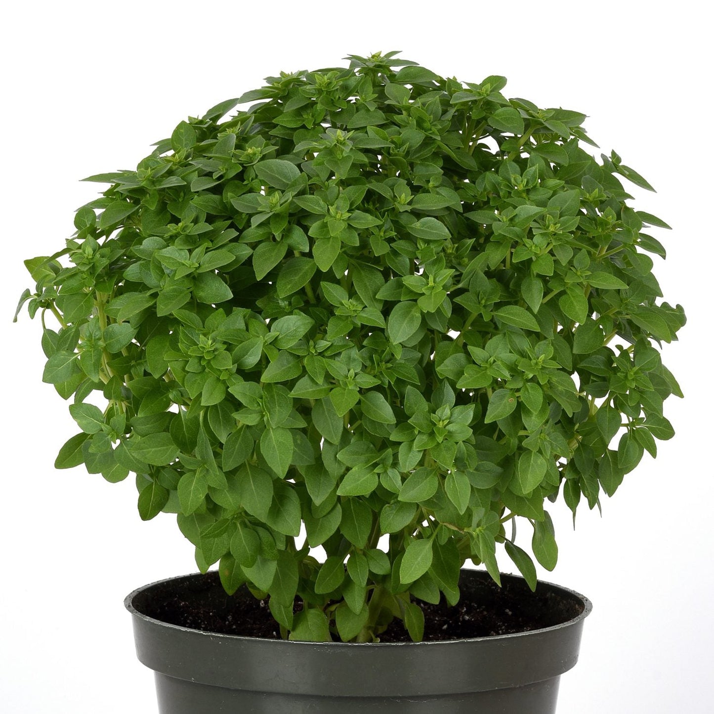 The Mini Bonsai' Basil (Ocimum) features lush, dense green foliage in a black plastic pot, ideal for compact indoor herb gardens and displayed beautifully against a plain white background - Photo Courtesy of Ball Horticulture, Inc. Decorative pot not included.
