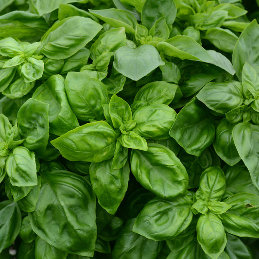 Pesto Party' Basil (Origanum) - Photo Courtesy of Ball Horticulure, Inc.