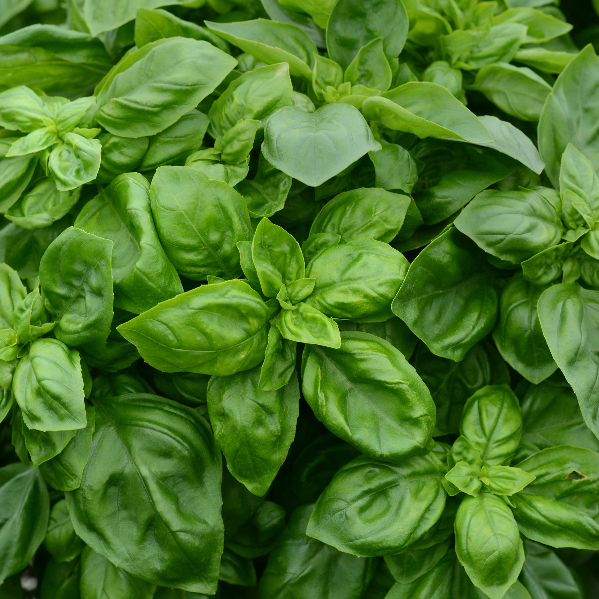 Close-up of fresh, vibrant green 'Pesto Party' Basil (Ocimum) leaves with a smooth texture, densely overlapping to create a lush, healthy look.
