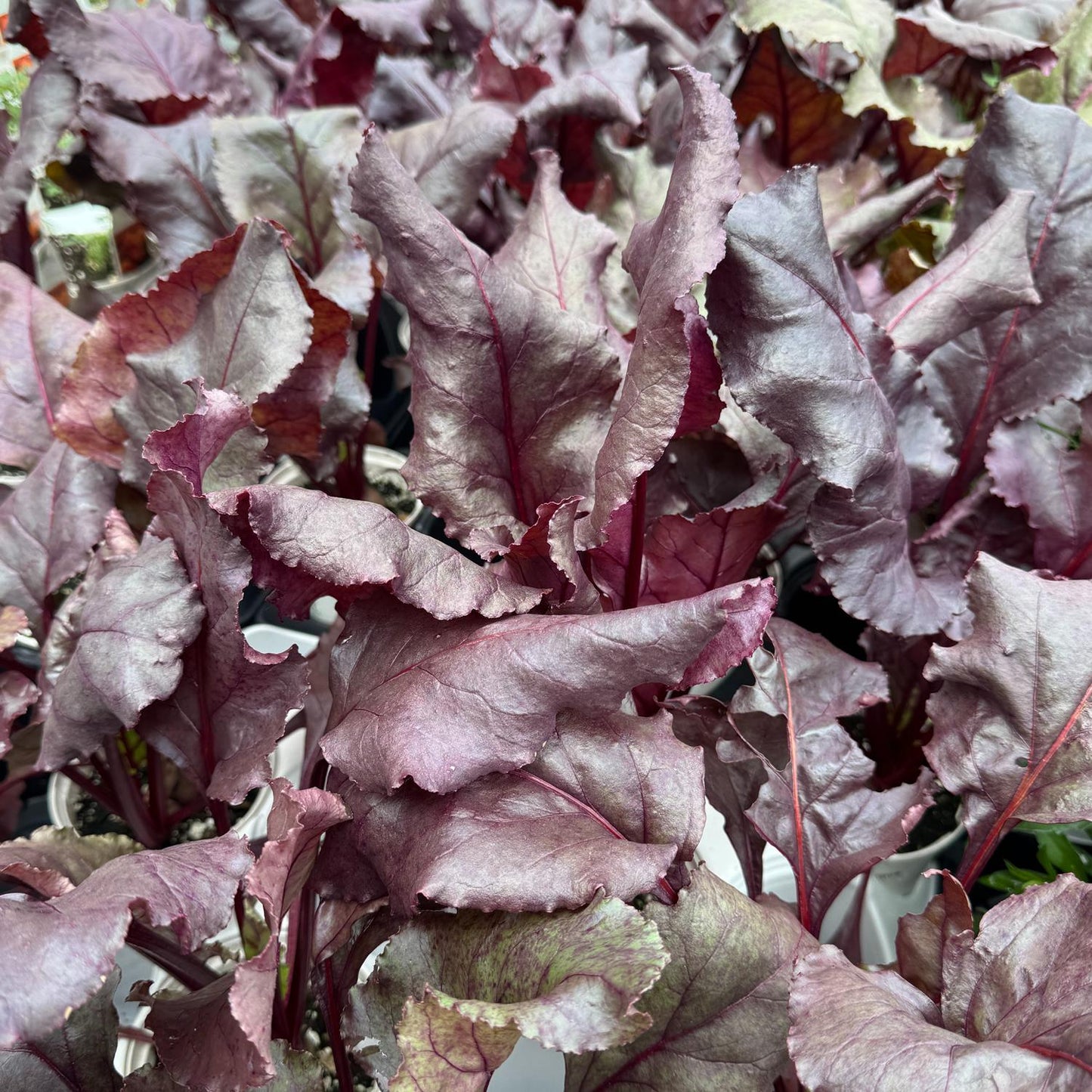 Bull's Blood' Beet (Beta) - Photo Property of Garden Crossings LLC