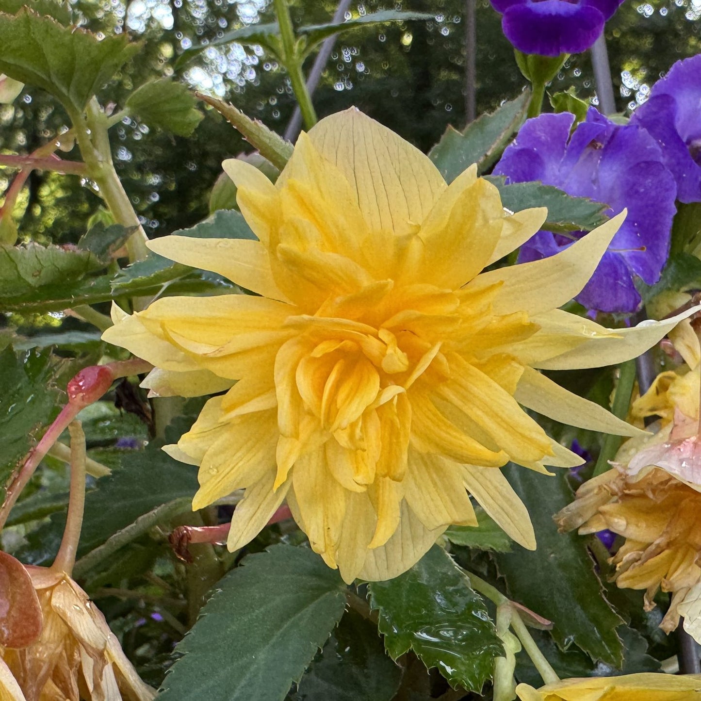 A large, vibrant yellow begonia in full bloom stands out among green leaves and purple flowers with sunlight shining through - Photo Property of Garden Crossings LLC