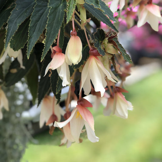 Close-up of Bossa Nova® Pure White Begonia flowers with creamy white and soft pink petals hanging from green foliage. A blurred green and pink background highlights these elegant, trailing begonias in the foreground - Photo Property of Garden Crossings LLC