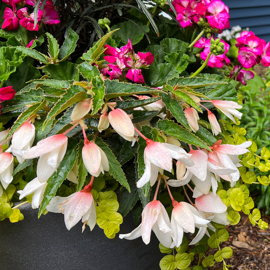 Bossa Nova® Pure White Begonia - Photo Property of Garden Crossings LLC