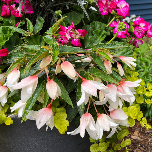 A planter with Pure White Begonia, bright pink geraniums, and yellow-green trailing foliage is covered in water droplets - Photo Property of Garden Crossings LLC