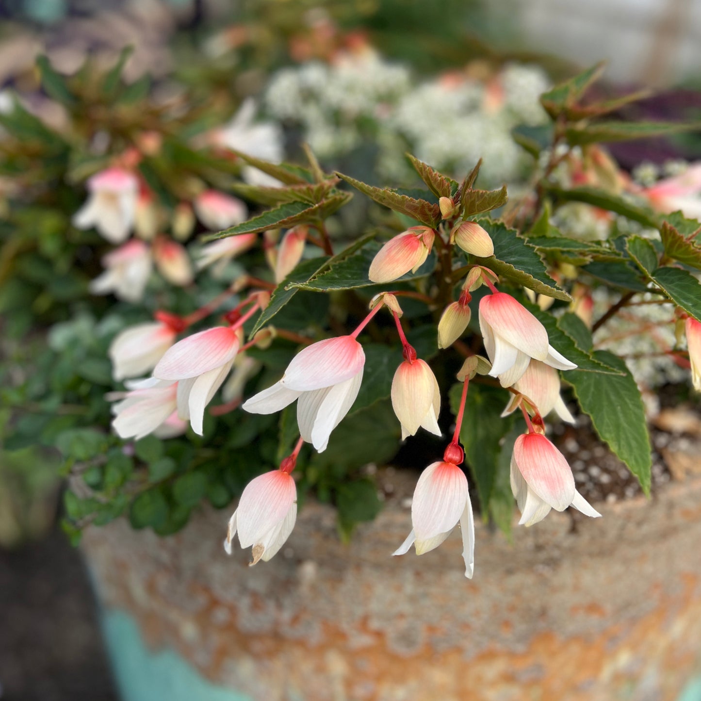 Bossa Nova® Pure White Begonia - Photo Property of Garden Crossings LLC