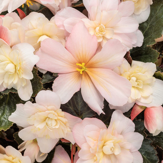 Double Delight® Appleblossom Begonia - Photo Courtesy of Proven Winners, Inc.