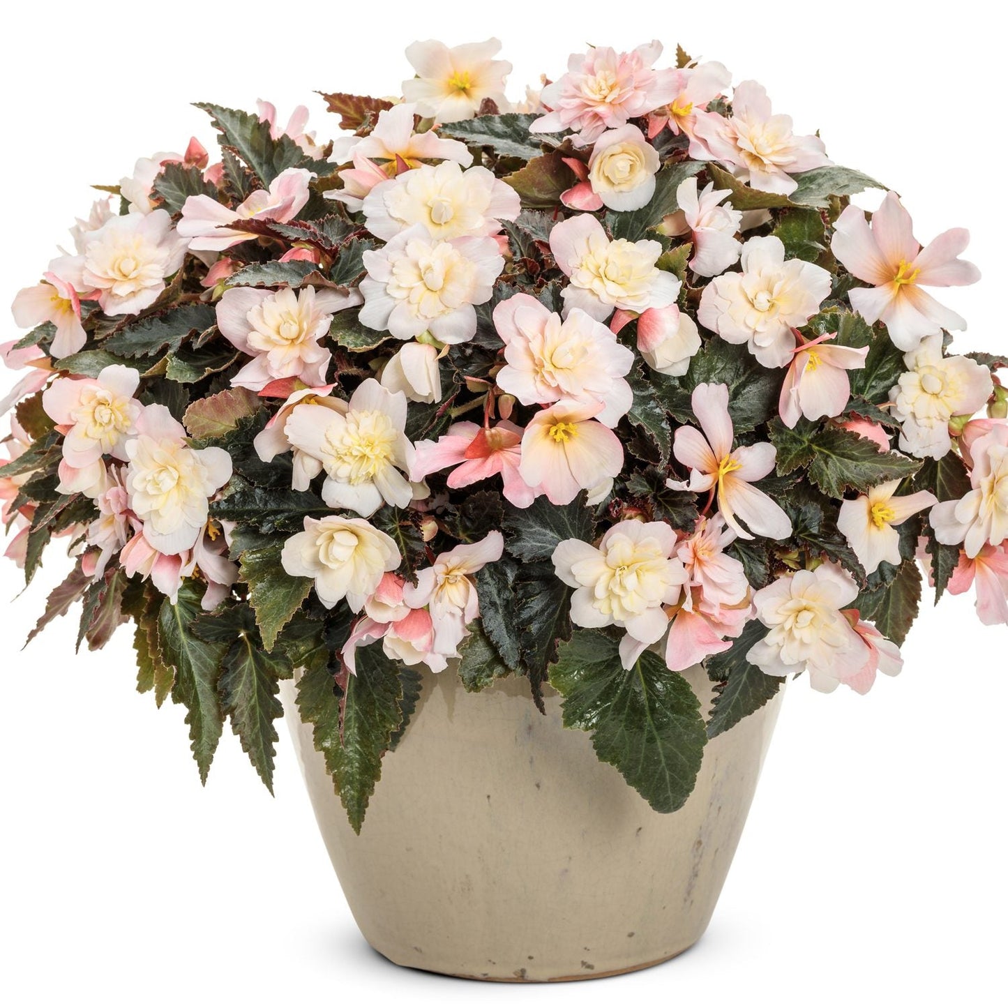 A beige ceramic pot brims with lush foliage and profuse white and pink Double Delight® Appleblossom Begonia blooms - Photo Courtesy of Proven Winners, Inc.