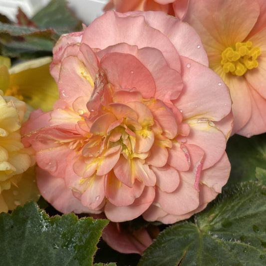 Close-up of the Double Delight® Blush Rose Begonia, showcasing fragrant layered pink petals with a yellow center and water droplets, surrounded by green leaves and a partially visible yellow flower - Photo Property of Garden Crossings LLC
