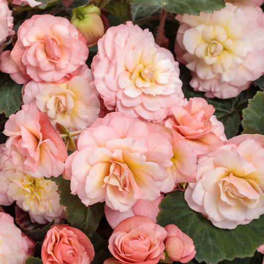 Double Delight® Blush Rose Begonia - Photo Courtesy of Proven Winners, Inc.