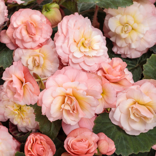 The Double Delight® Blush Rose Begonia displays soft pink and pale yellow ruffled petals, set against lush dark green leaves in this beautiful tuberous begonia arrangement - Photo Courtesy of Proven Winners, Inc.