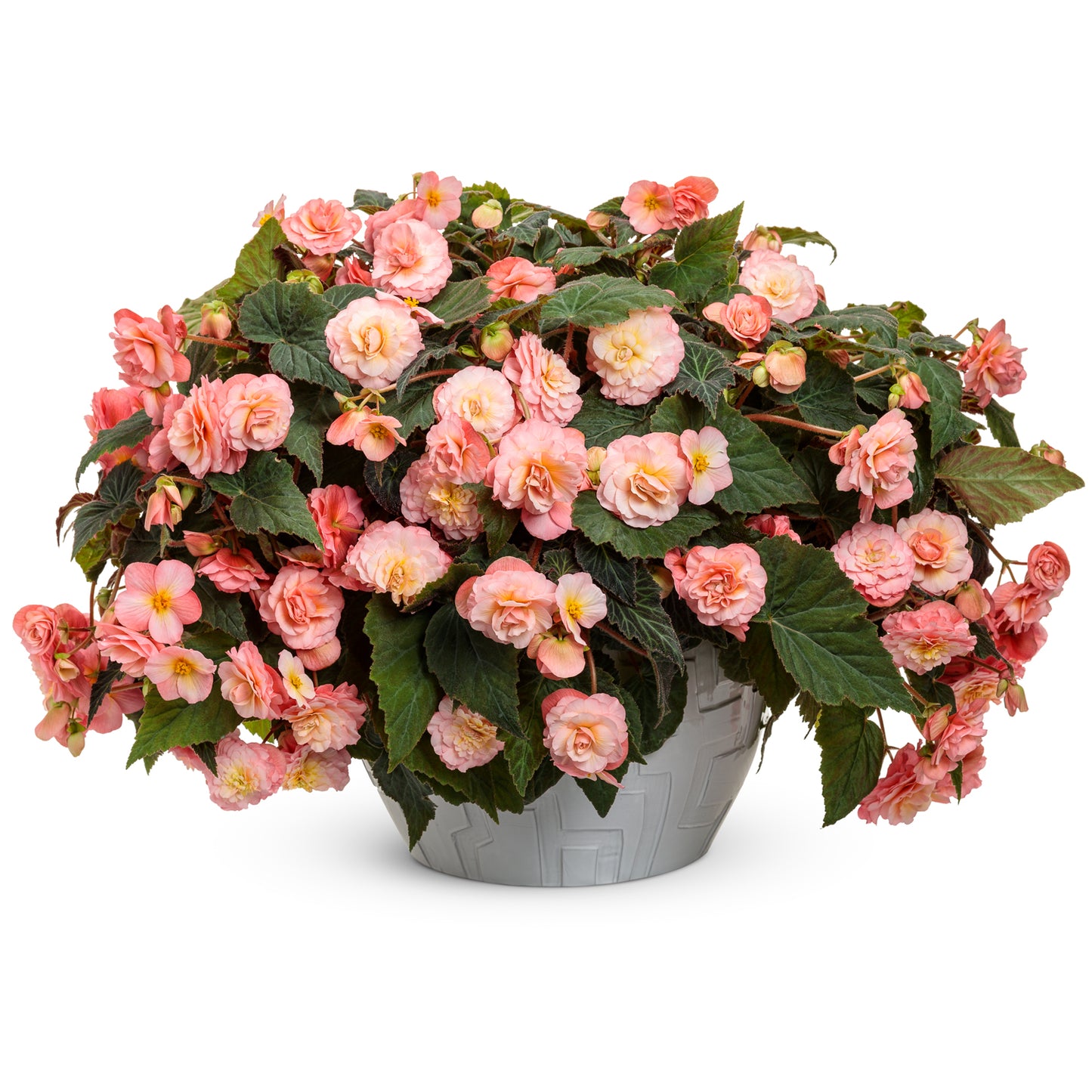 Double Delight® Blush Rose Begonia - Photo Courtesy of Proven Winners, Inc.
