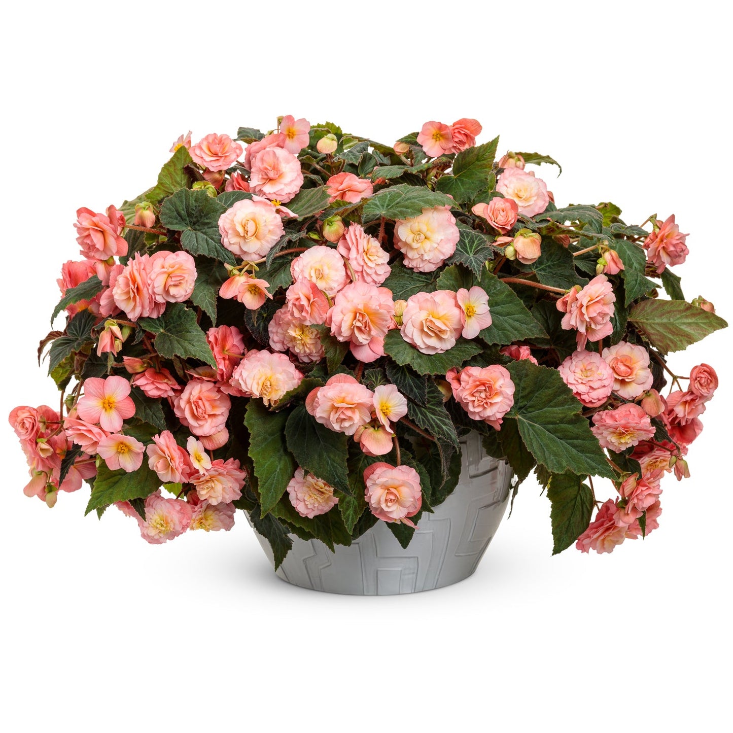 A white pot showcases lush green leaves and abundant pink Double Delight® Blush Rose Begonia blooms, creating a vibrant, decorative display - Photo Courtesy of Proven Winners, Inc. Decorative pot not included.