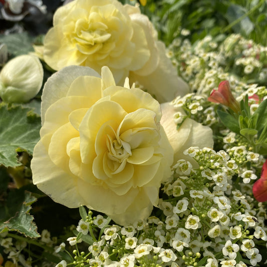 Double Delight® Primrose Begonia - Photo Property of Garden Crossings LLC