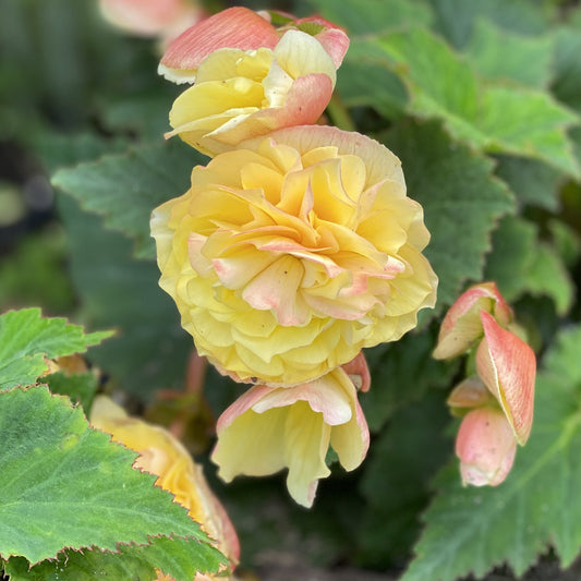 A close-up of the Double Delight® Primrose Begonia, featuring ruffled yellow petals edged in pink and lush green leaves - Photo Property of Garden Crossings LLC