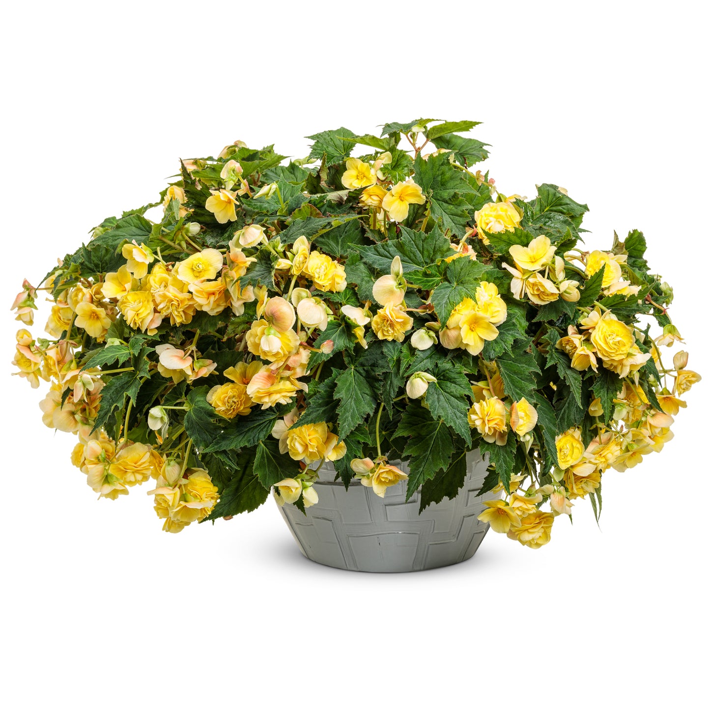 Double Delight® Primrose Begonia - Photo Courtesy of Proven Winners, Inc.