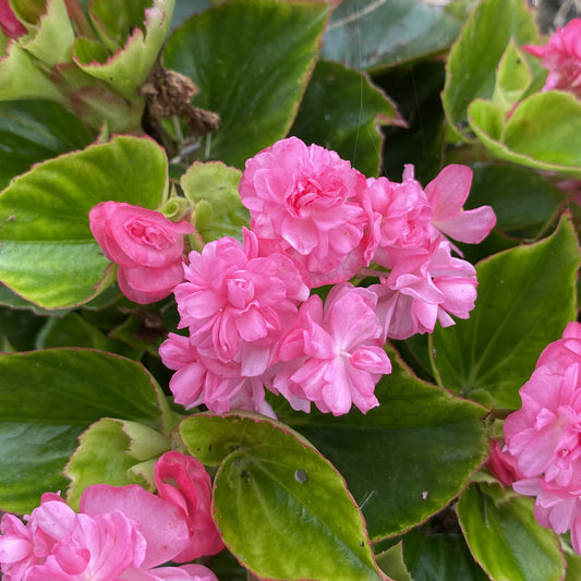Double Up™ Pink Begonia - Photo Property of Garden Crossings LLC