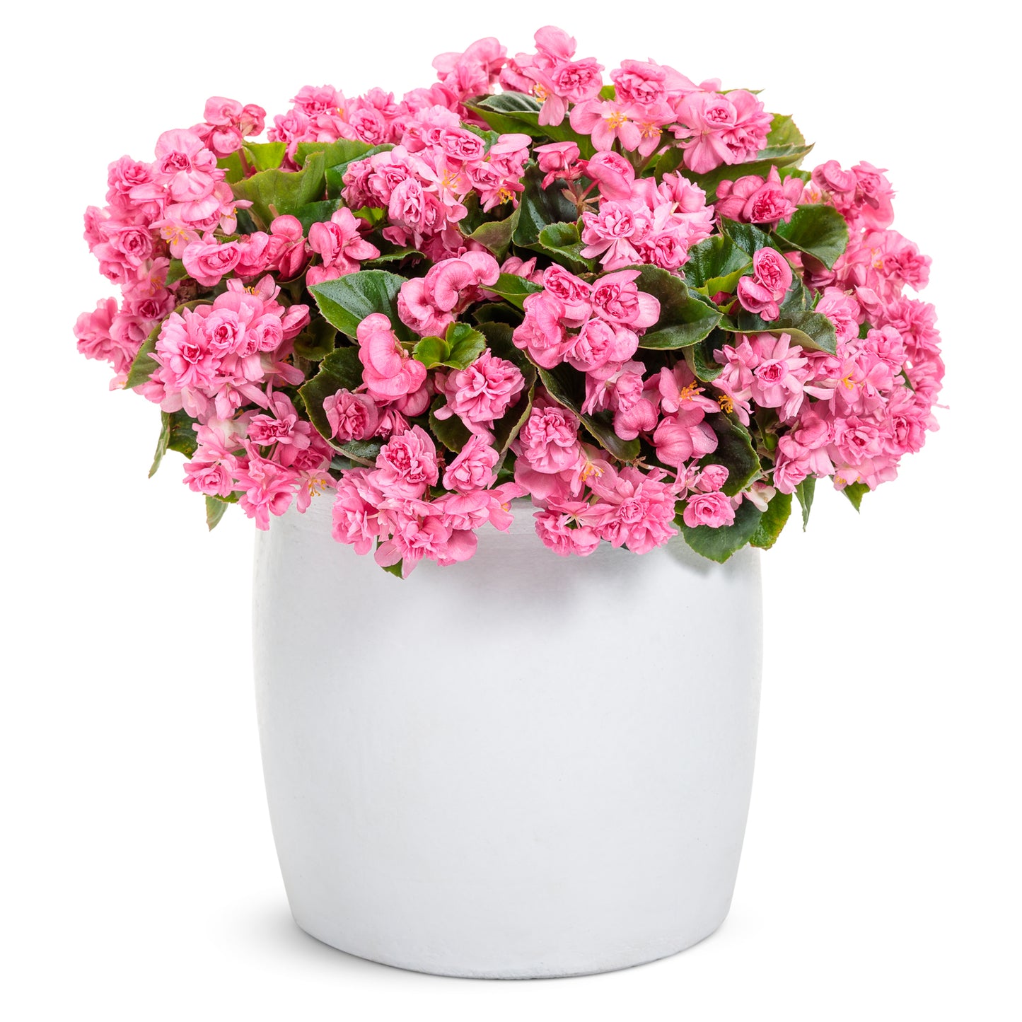 Double Up™ Pink Begonia - Photo Courtesy of Proven Winners, Inc.