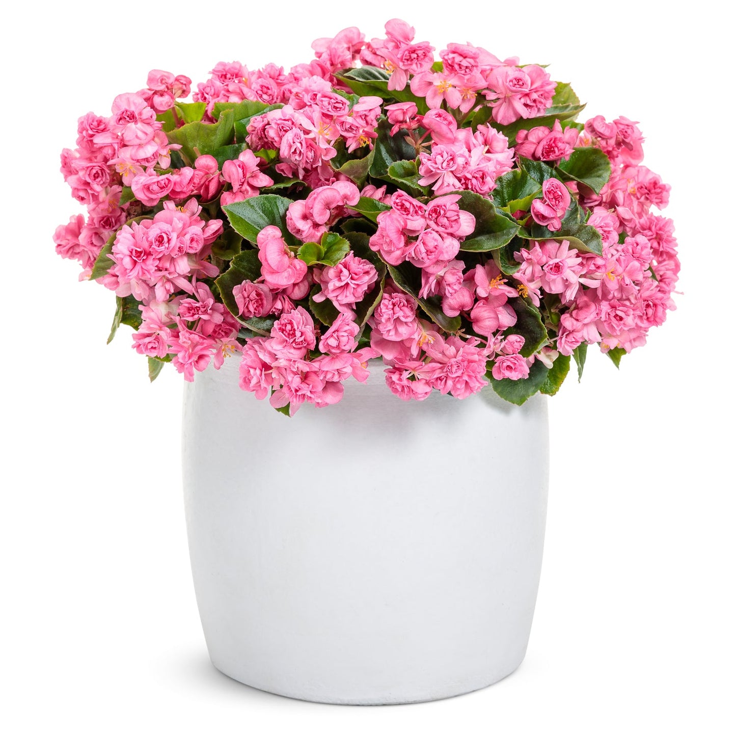 A white pot brimming with lush green leaves and abundant Double Up™ Pink Begonia blooms creates a dense, cheerful display that brightens any space - Photo Courtesy of Proven Winners, Inc. Decorative pot not included.