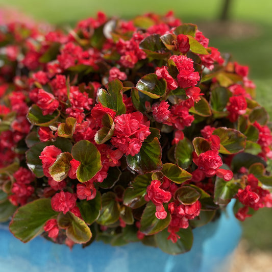 Double Up™ Red Begonia - Photo Property of Garden Crossings LLC