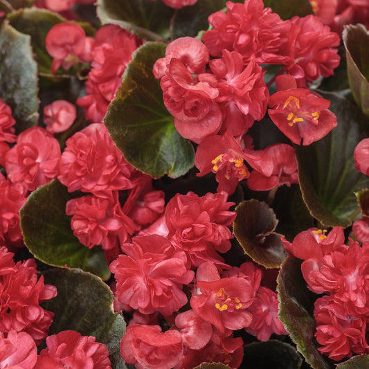 Close-up of vibrant Double Up™ Red Begonia blooms with ruffled petals and yellow centers, surrounded by dark green leaves. Densely clustered, these flowers create a striking display ideal for sun or shade - Photo Courtesy of Proven Winners, Inc.