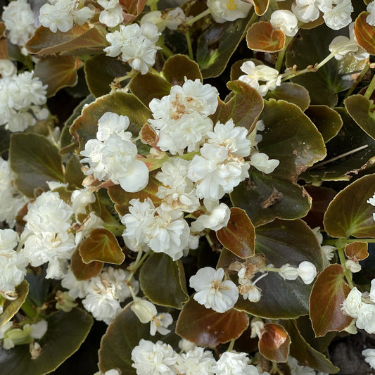 Close-up of Double Up™ White Begonia featuring heat-tolerant, ruffled double blooms and dense white flowers amid dark green and reddish-brown leaves, creating a lush, textured appearance - Photo Property of Garden Crossings LLC