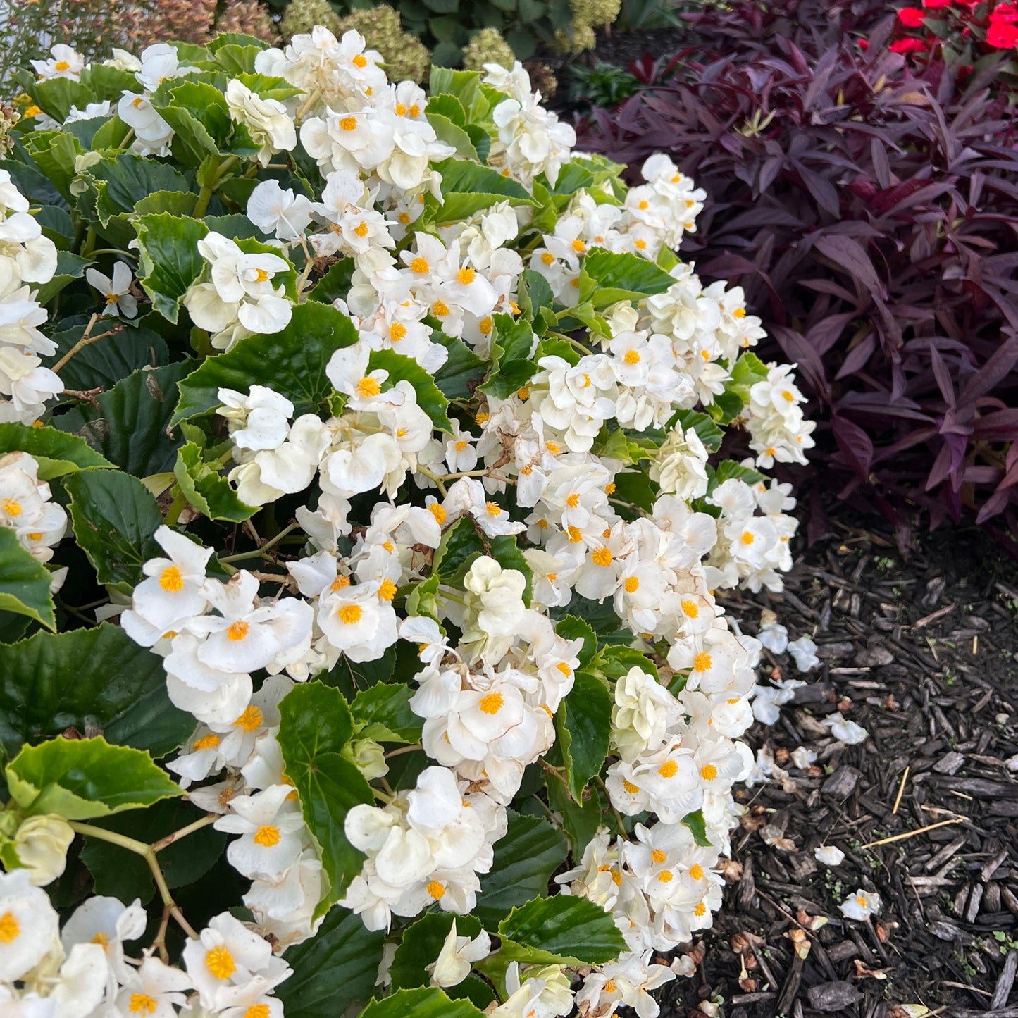 Double Up™ White Begonia - Photo Property of Garden Crossings LLC