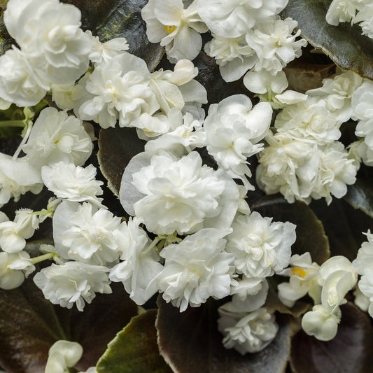 Double Up™ White Begonia - Photo Courtesy of Proven Winners, Inc.