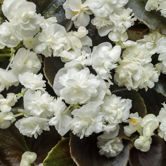 Close-up of Double Up™ White Begonia featuring ruffled double blooms and dark green, textured leaves. The clustered flowers create a lush, vibrant display - Photo Courtesy of Proven Winners, Inc.