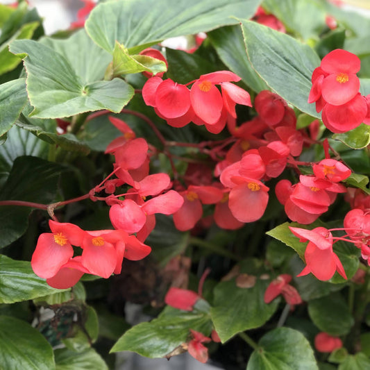 Dragon Wing® Red Angelwing Begonia - Photo Property of Garden Crossings LLC