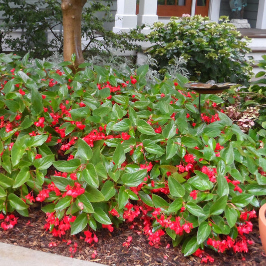 A garden bed with lush green foliage and clusters of vibrant Dragon Wing® Red Angelwing Begonia blooms sits in front of a house, with a tree, shrubs, hanging baskets, and a porch visible in the background - Photo Property of Garden Crossings LLC