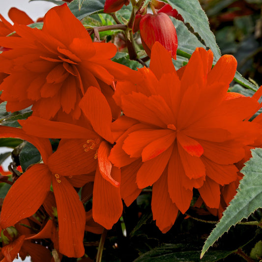 Funky® Orange Begonia - Photo Courtesy of Proven Winners, Inc.