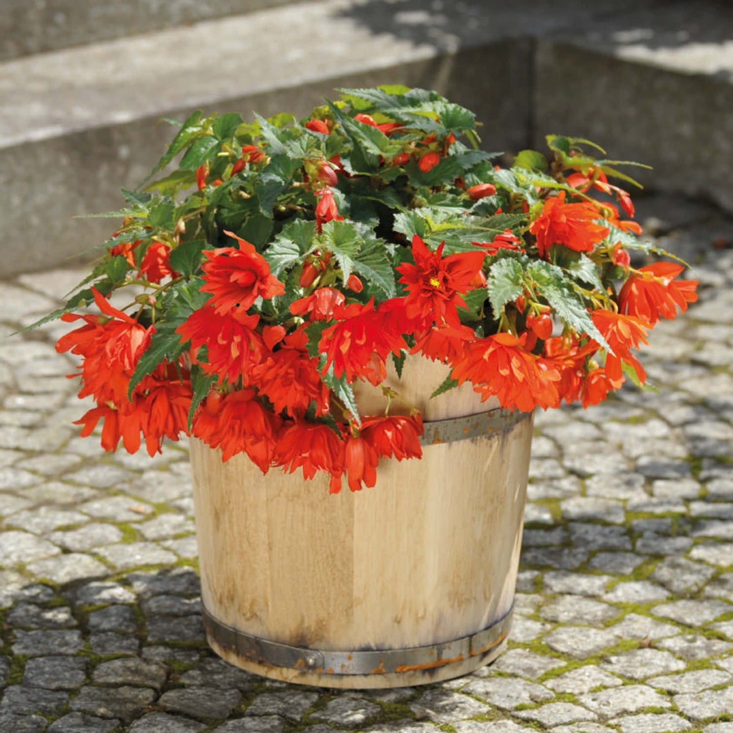 A wooden barrel planter brimming with vibrant Funky® Orange Begonia blooms rests on a cobblestone surface, with stone steps visible in the background - Photo Courtesy of Proven Winners, Inc.