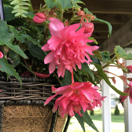 Close-up of Funky® Pink Begonia's double pink blooms in a wicker hanging basket, amid green leaves and buds. The softly blurred background suggests a porch setting with lush greenery outside - Photo Property of Garden Crossings LLC