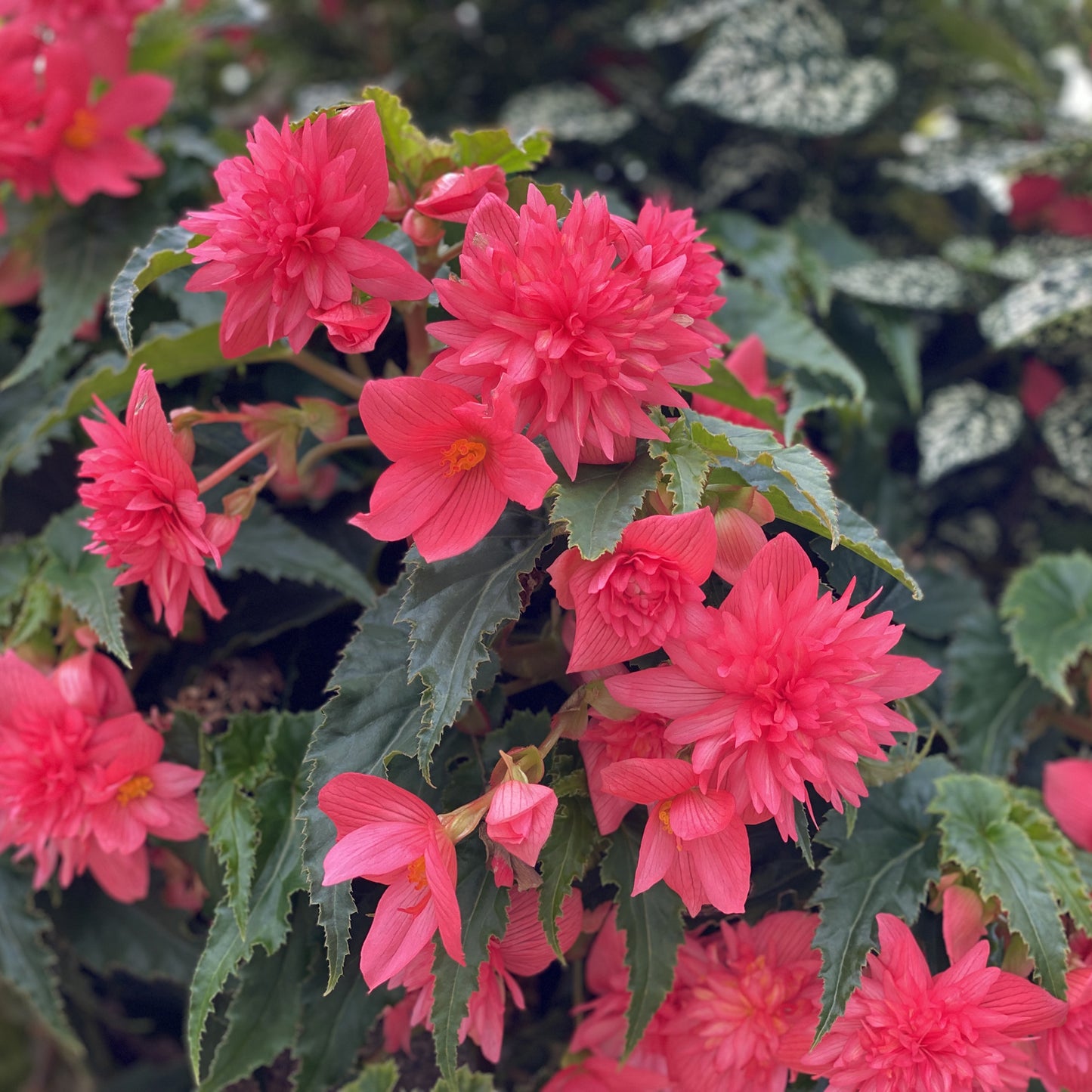 Funky® Pink Begonia - Photo Property of Garden Crossings LLC