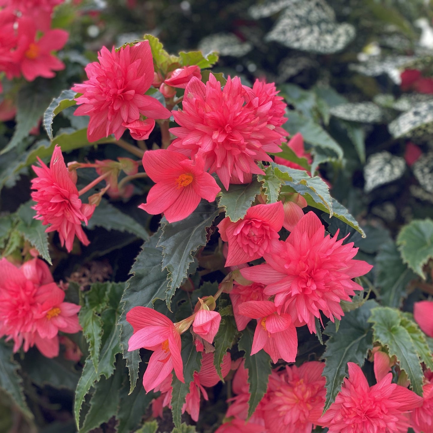 Funky® Pink Begonia displays vibrant double pink blooms with multi-layered petals, framed by lush green leaves—some spotted with white - Photo Property of Garden Crossings LLC