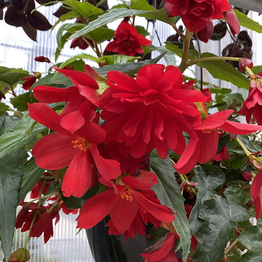 Funky® Red Begonia - Photo Property of Garden Crossings LLC