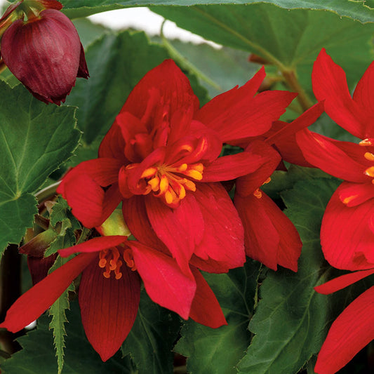 Funky® Red Begonia features bright red double blooms with layered petals and yellow stamens, set against lush green leaves. A visible bud hints at more color - Photo Courtesy of Proven Winners, Inc.
