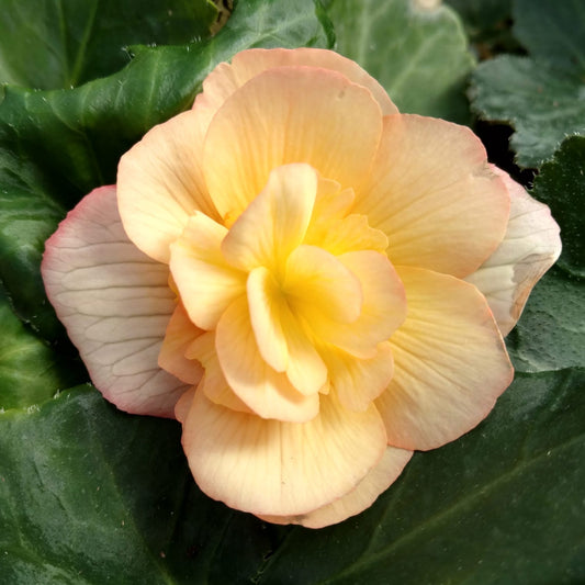 Illumination® Apricot Shades Tuberous Begonia - Photo Property of Garden Crossings LLC