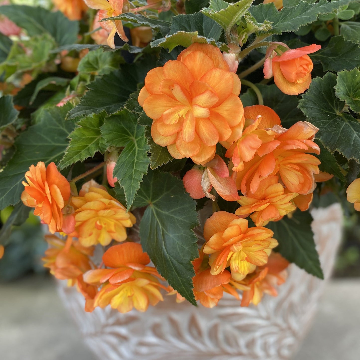A close-up of vibrant Illumination® Apricot Shades Tuberous Begonia with lush green leaves in a decorative, cream-colored planter with a leaf pattern, the cascading blooms - Photo Property of Garden Crossings LLC