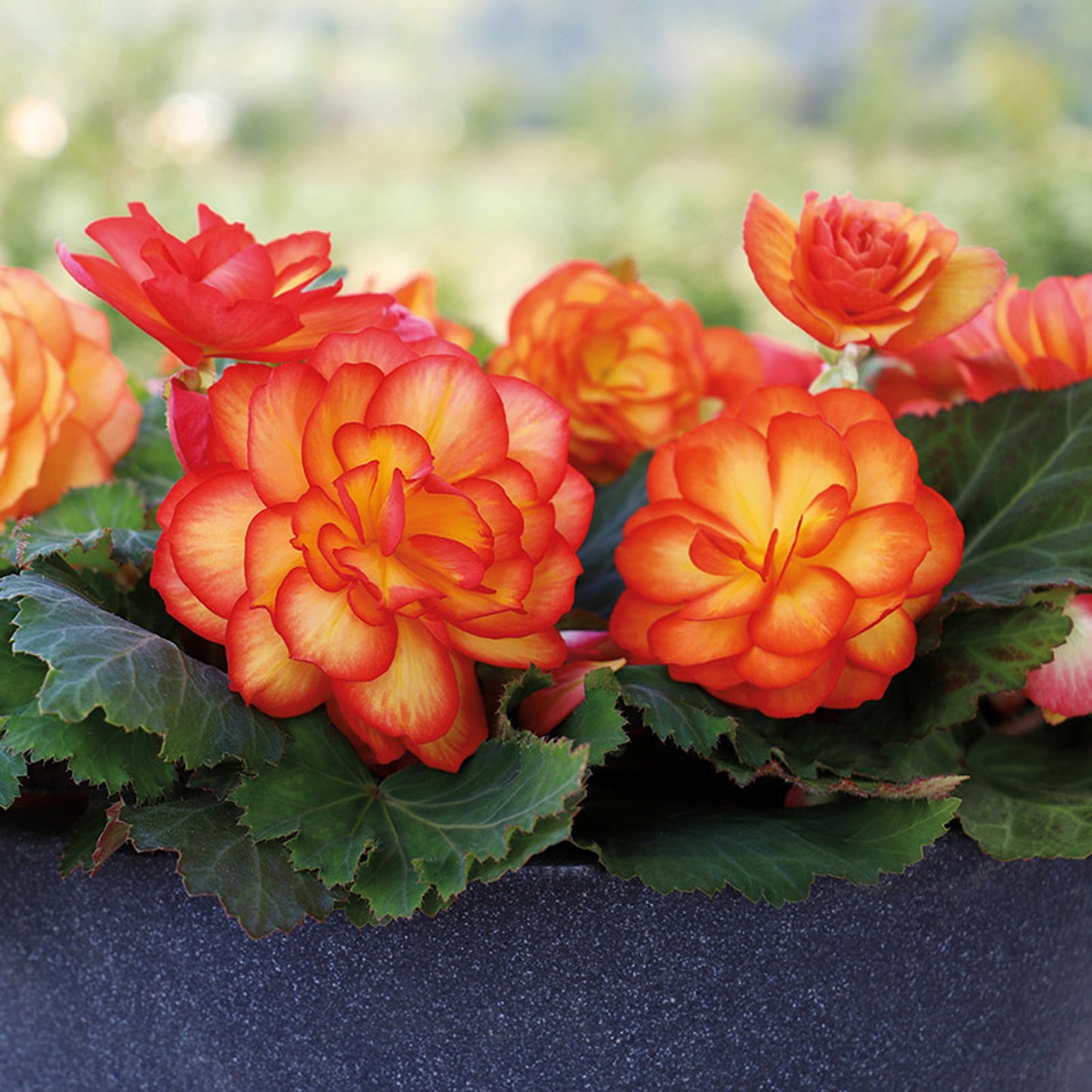 Nonstop® Fire Tuberous Begonia - Photo Courtesy of Proven Winners, Inc.