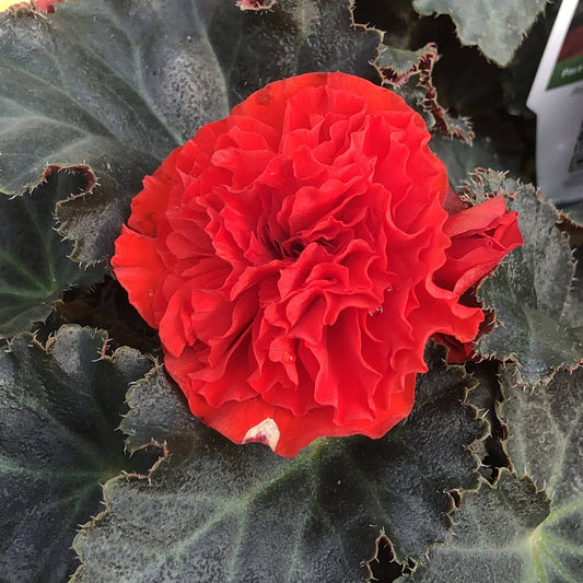 The Nonstop® Mocca Scarlet Tuberous Begonia features double scarlet-red blooms and dark green, slightly fuzzy, wavy-edged leaves - Photo Property of Garden Crossings LLC