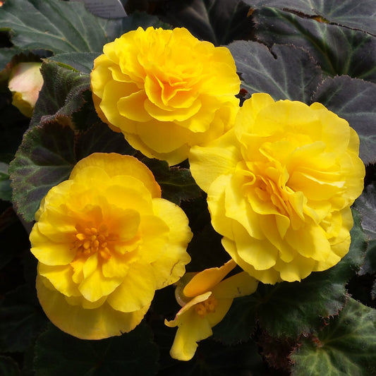 Close-up of vibrant Nonstop® Mocca Yellow Tuberous Begonia blooms with double petals, set against dark green, textured leaves - Photo Property of Garden Crossings LLC