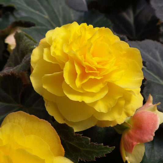 Nonstop® Mocca Yellow Tuberous Begonia - Photo Property of Garden Crossings LLC