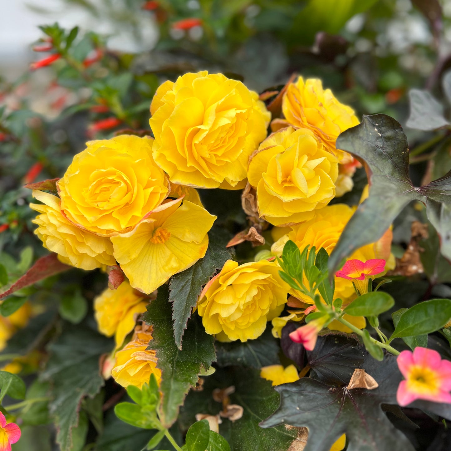 Nonstop® Mocca Yellow Tuberous Begonia - Photo Property of Garden Crossings LLC