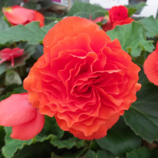 The Nonstop® Orange Tuberous Begonia, featuring vibrant ruffled petals, is in full bloom amid lush green leaves and budding flowers - Photo Property of Garden Crossings LLC
