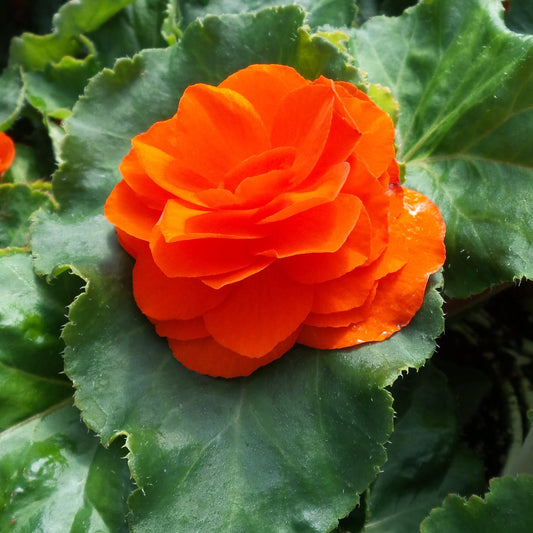 Nonstop® Orange Tuberous Begonia - Photo Property of Garden Crossings LLC