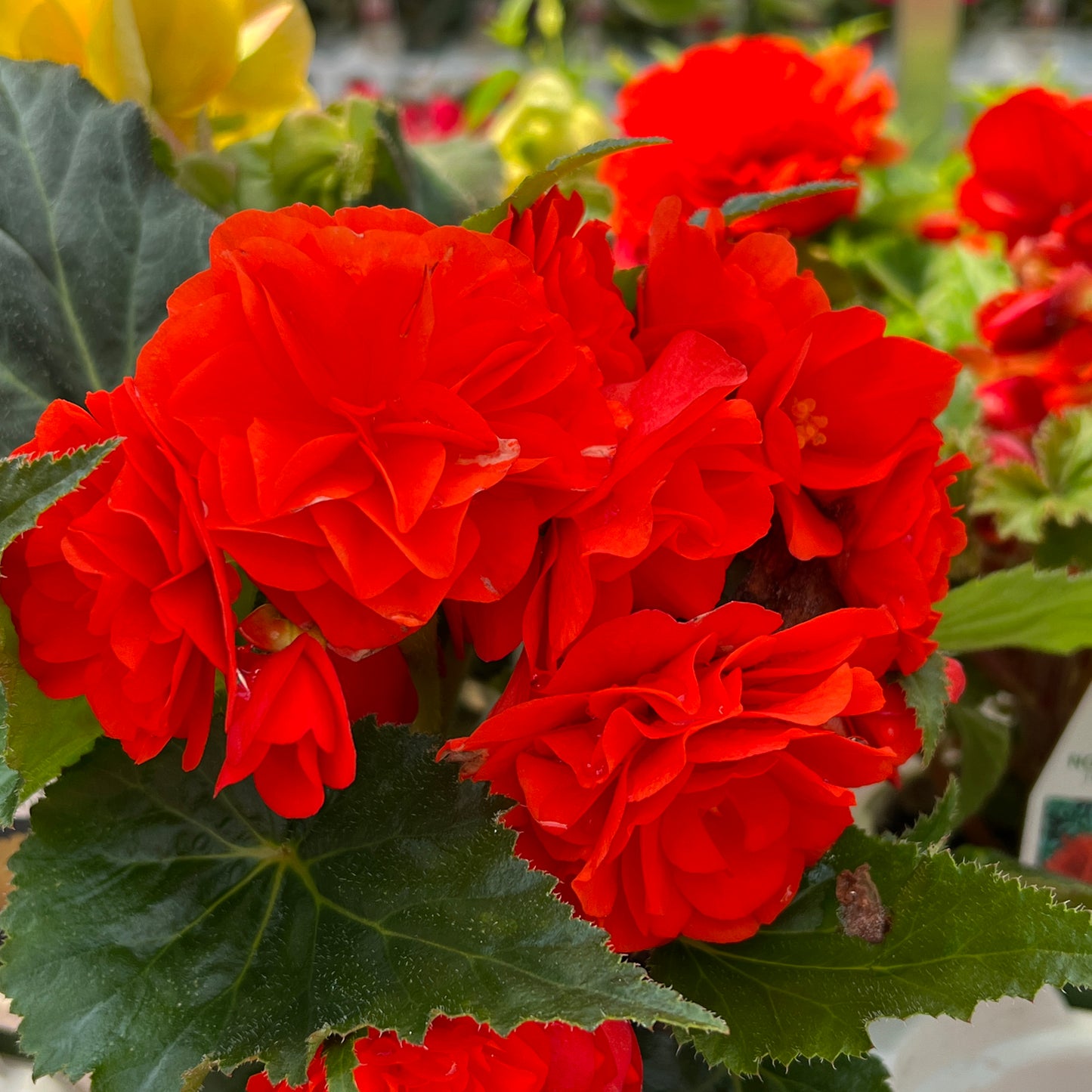Nonstop® Orange Tuberous Begonia - Photo Property of Garden Crossings LLC